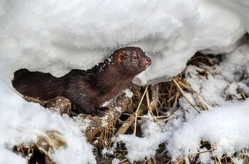 Advierten de un animal que podría causar una nueva pandemia: La especie también está en Chile