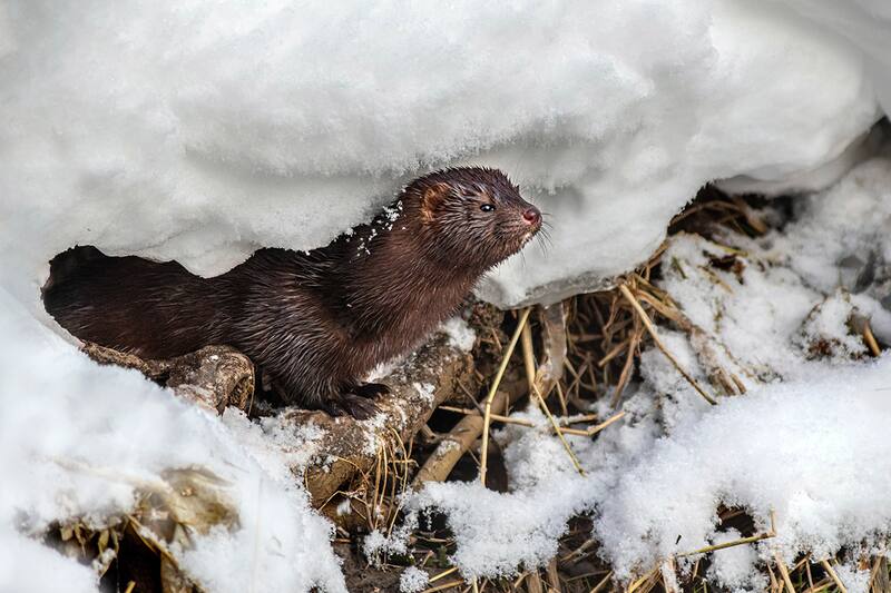¿Por qué este animal es potencialmente peligroso? Créditos: Pexels