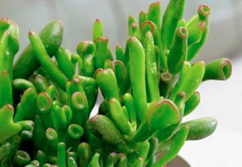 Las "Orejas de Shrek" son fáciles de cultivar y son consideradas como imanes de prosperidad por el Feng Shui | Foto: imagen de archivo