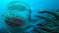 VIDEO | Esta es la impresionante medusa tatuada: Solo había sido vista una vez en la historia