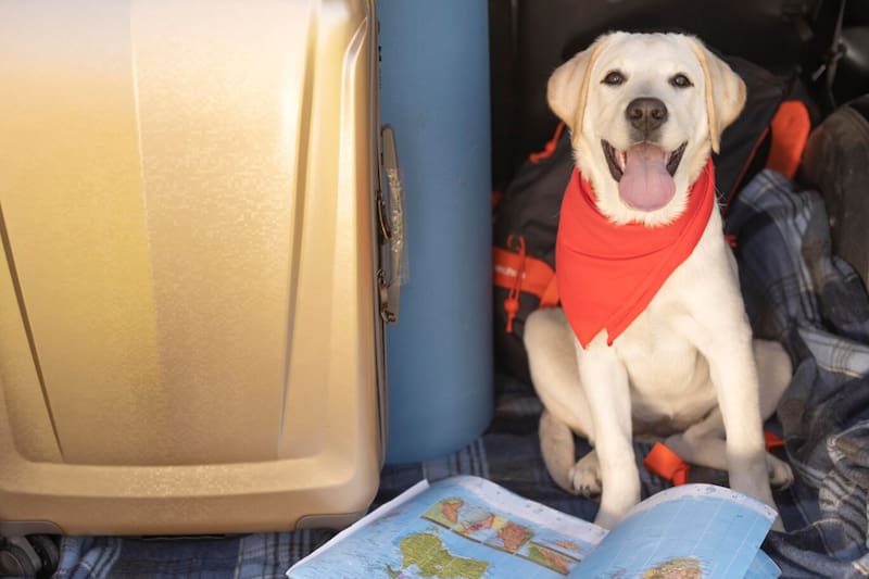 Mientras que algunos ofrecen esta opción solo en algunos de sus recorridos, otros aceptan mascotas en todos sus tramos.