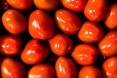 Tren del Recuerdo alista viaje a la Fiesta del Tomate Limachino este fin de semana