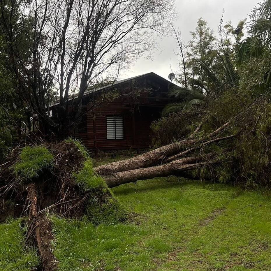 Quique Neira y el árbol que cayó en su casa