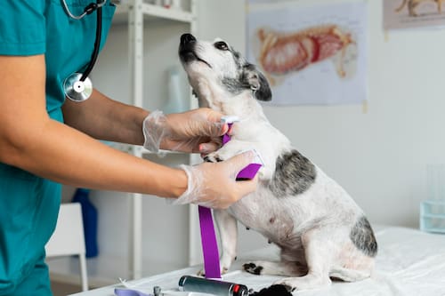 Estas son las 10 universidades con mayor empleabilidad en veterinaria: sueldos superan $1.000.000