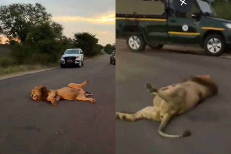 Este felino se encontraba en medio del camino panza arriba.