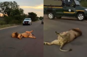 VIDEO | León se hace viral tras gracioso registro en Sudáfrica