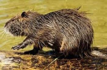 VIDEO I ¿De dónde vendrá? Registran a un coipo nadando en pleno río Mapocho en Providencia