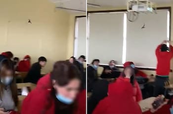VIDEO | ¡A los gritos! Murciélago sobrevoló una clase en colegio de Chiguayante