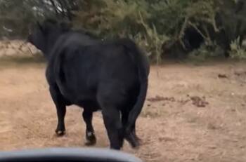 VIDEO | ¡Qué tierno! Recibimiento de vaca feliz se vuelve viral en TikTok