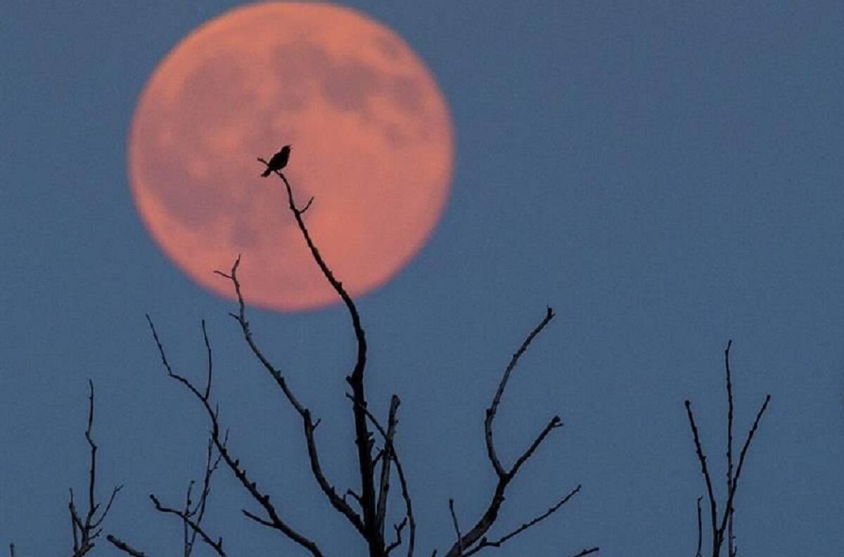 Luna de Fresa: ¿Cómo y a qué hora se podrá ver el fenómeno astronómico desde Chile?