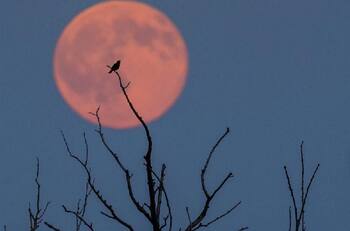 Luna de Fresa: ¿Cómo y a qué hora se podrá ver el fenómeno astronómico desde Chile?
