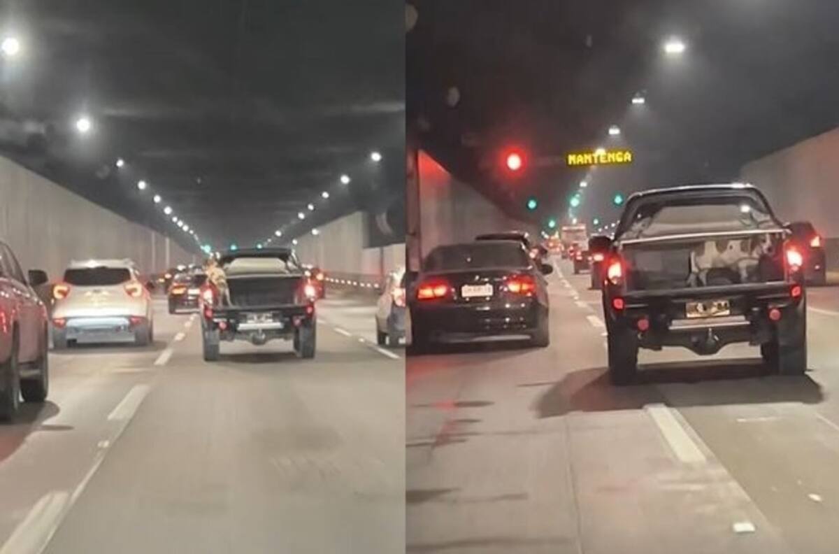 VIDEO | "Dueño irresponsable": Veterinaria capta a perro sin correa en parte trasera de camioneta pickup en Autopista Costanera Norte