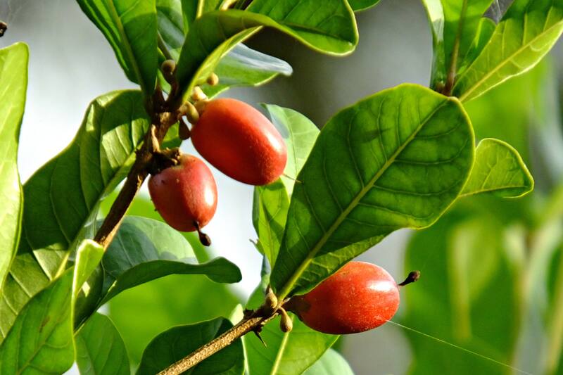 Estos son todos sus beneficios.