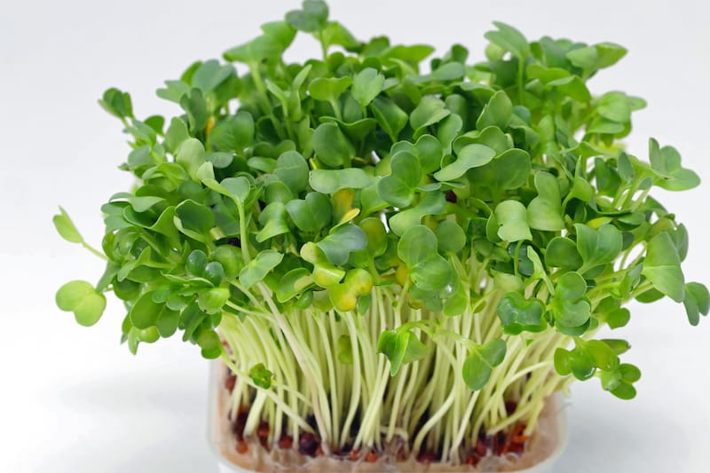 El alimento más saludable, según estudio realizado por una universidad de Nueva Jersey, Estados Unidos.