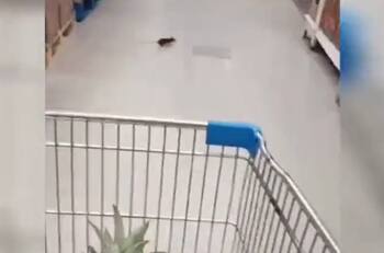 VIDEO | Registran a ratón por los pasillos de supermercado Lider: Seremi de Salud ordenó sumario