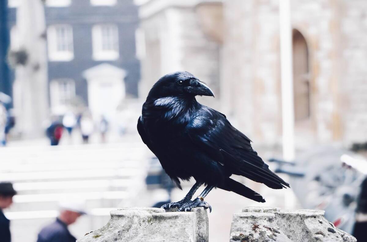 VIDEO | "¿Me estás diciendo que Edgar Allan Poe tenía razón?": Cuervo sorprende por decir "hola"