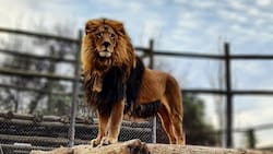 A 30 minutos de Santiago: Lampa Zoo es un panorama perfecto con vida silvestre y piscina, ideal para el verano