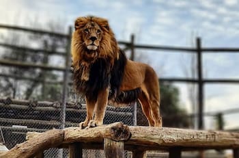 A 30 minutos de Santiago: Lampa Zoo es un panorama perfecto con vida silvestre y piscina, ideal para el verano