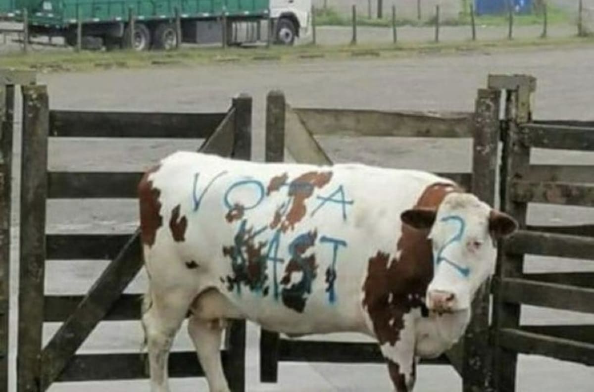 VIDEO | Vaca fue rayada con consignas pro José Kast y desató indignación en redes sociales