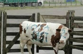 VIDEO | Vaca fue rayada con consignas pro José Kast y desató indignación en redes sociales