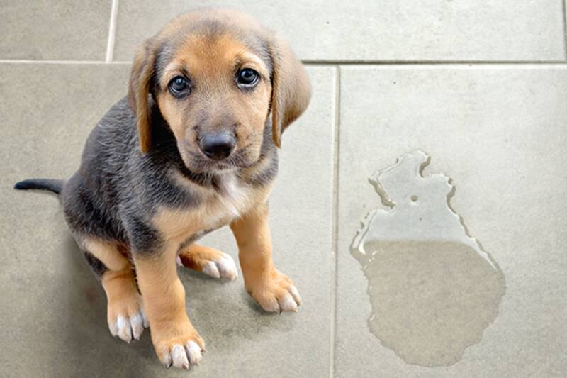 Con solo tres ingredientes eliminar el olor del pipi de tu perro.