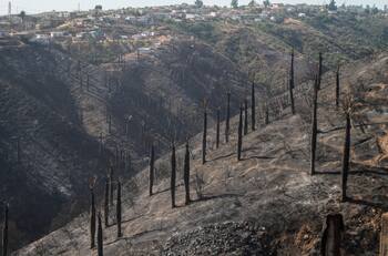 Incendio forestal: Onemi declara alerta roja en Pumanque, Paredones y Pichilemu