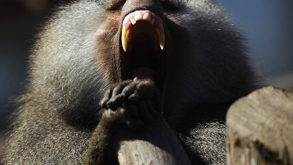 Cae banda de ladrones que utilizaba monos amaestrados para sus fechorías en India