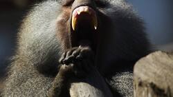 Cae banda de ladrones que utilizaba monos amaestrados para sus fechorías en India