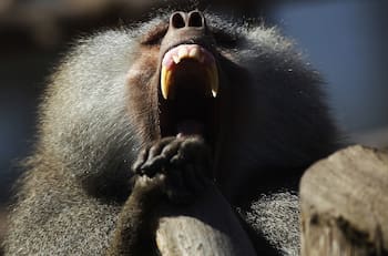 Cae banda de ladrones que utilizaba monos amaestrados para sus fechorías en India