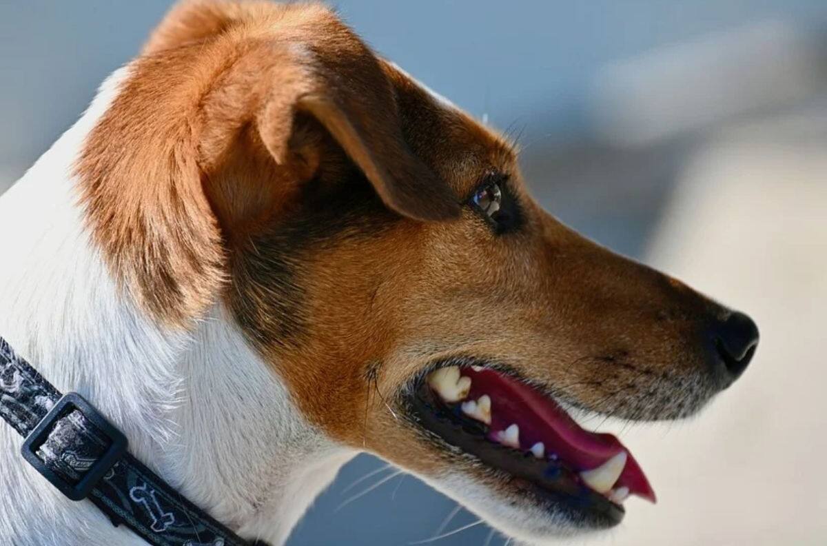 VIDEO | ¡Le pone los pelos de punta! Perro se asusta cuando le cantan particular canción