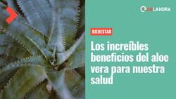 La magia del aloe vera: ¿Conoces todos los beneficios que tiene para nuestra piel, cabello y salud?