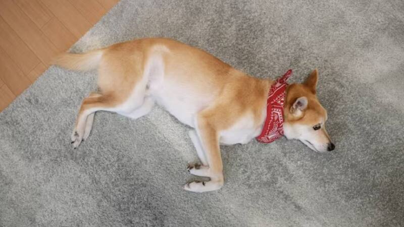 Evita que tu perro tenga accidentes en tu hogar.