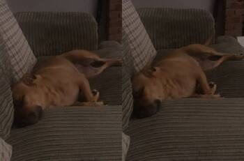 VIDEO | ¿Es una moto?: Perrito se vuelve viral tras emitir un particular sonido mientras duerme su siesta