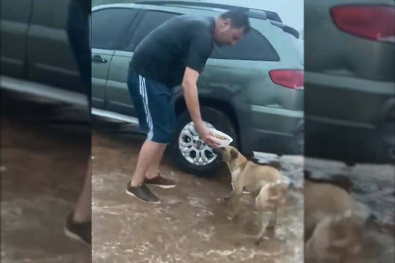 Hombre se viraliza tras alimentar a perros en situación de calle bajo la lluvia en Brasil.