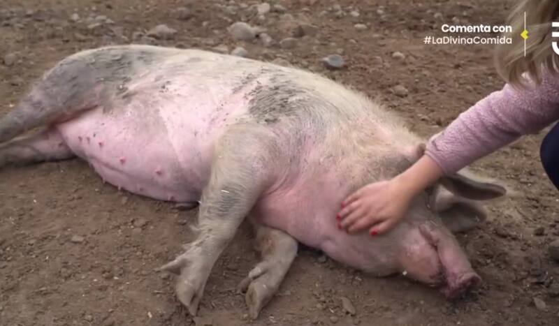 Con un refugio animal y huerta ecológica.