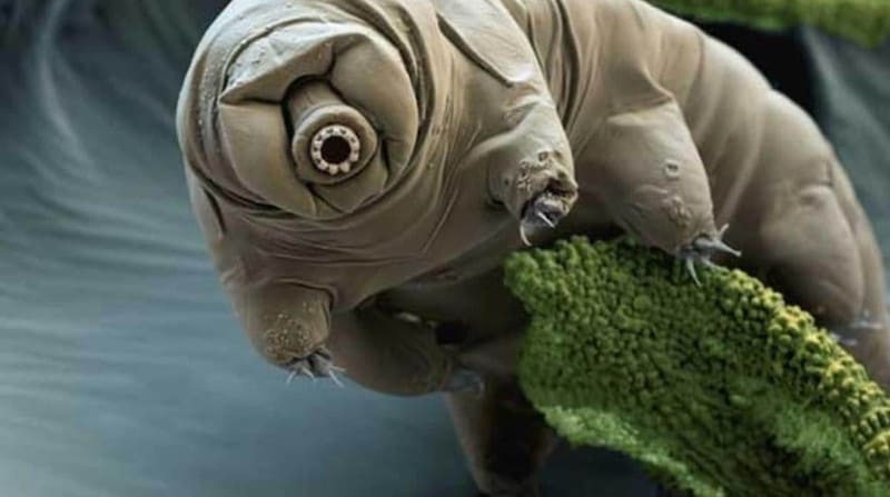 Esta resistente especie solo puede ser vista con microscopios y es capaz de sobrevivir en el vacío del espacio y en temperaturas de -200°.