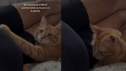 VIDEO | "Ahora es su protector": Gatito se vuelve viral por reaccionar de manera tierna ante patada de bebé en gestación