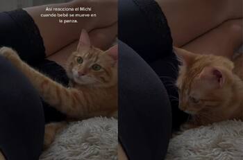 VIDEO | "Ahora es su protector": Gatito se vuelve viral por reaccionar de manera tierna ante patada de bebé en gestación