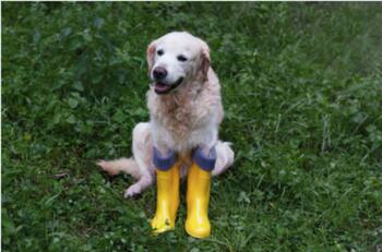 VIDEO | Demasiado top: Perrito usa botitas de lluvia para no mojarse las patas en Santiago