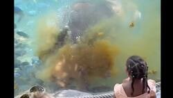 VIDEO | ¡Privacidad, por favor! Hipopótamo es captado haciendo del "dos"