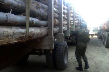 Siete camioneros fueron detenidos acusados de robo de madera a forestal en el Biobío