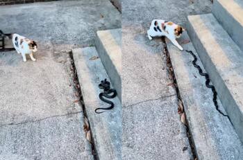 VIDEO | Me asusta pero me gusta: Gato intenta tocar una serpiente y su reacción se hace viral