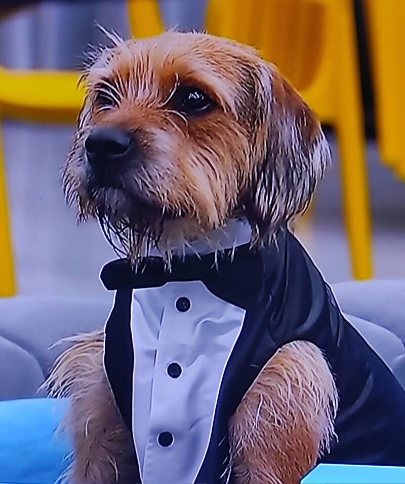 El lindo traje de Bigote para el último capítulo de "Gran Hermano" Chile.