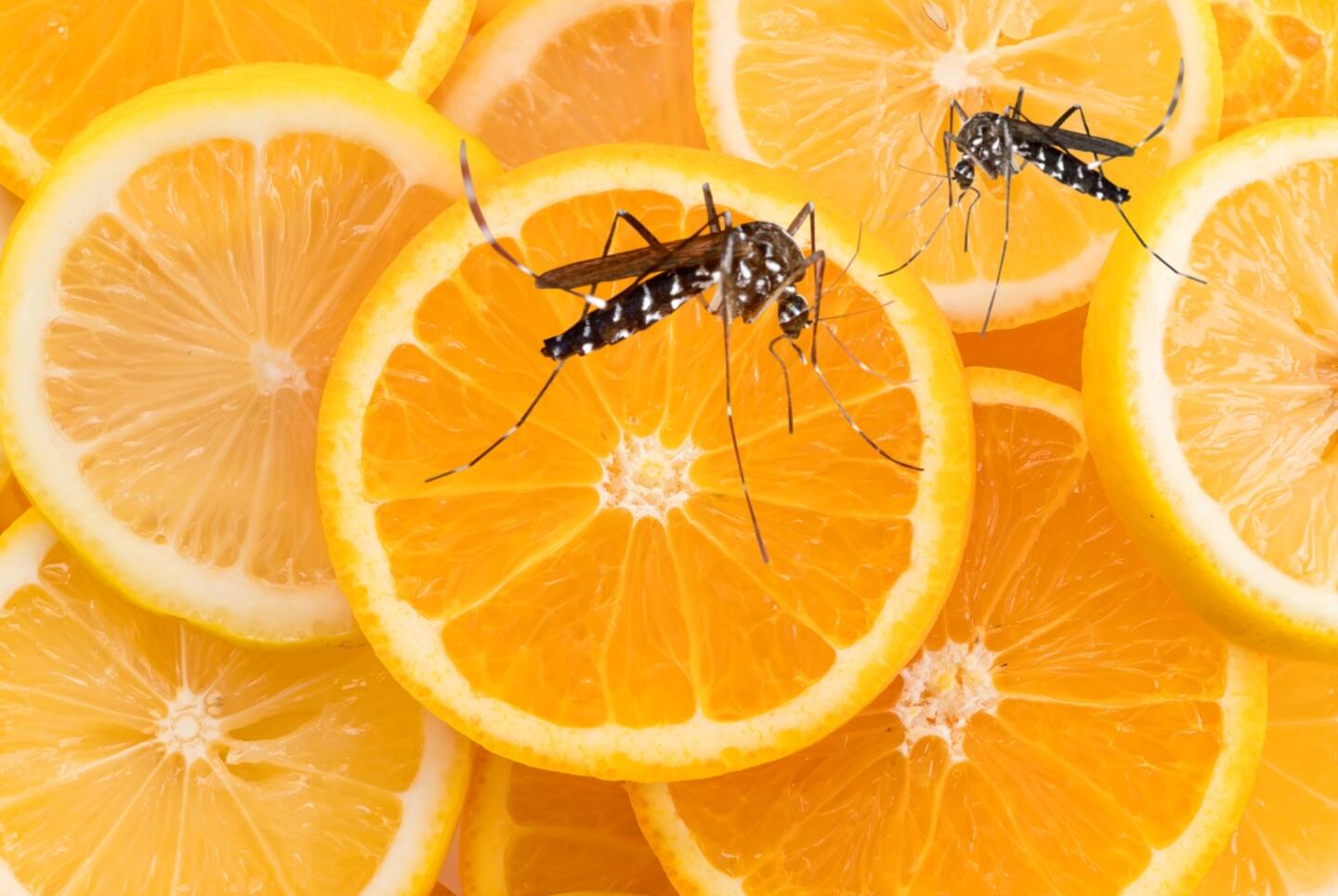 Fondo de rodajas de naranja y limón
