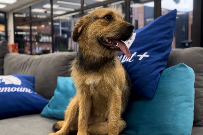 Los participantes de Gran Hermano tendrán que seguir nuevas indicaciones para el cuidado de Bigote.