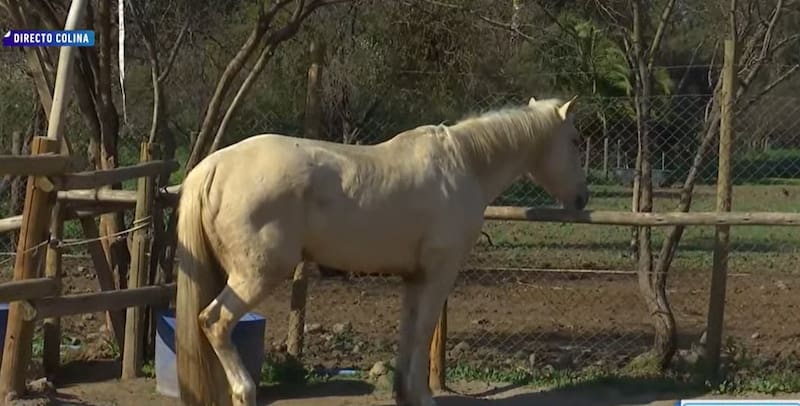Luis Enrique era uno de los caballos favoritos de Felipe Camiroaga. Créditos: Pantallazo Mega