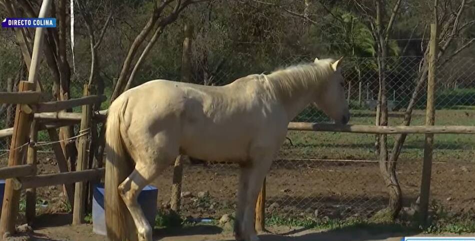 Luis Enrique era uno de los caballos favoritos de Felipe Camiroaga. Créditos: Pantallazo Mega