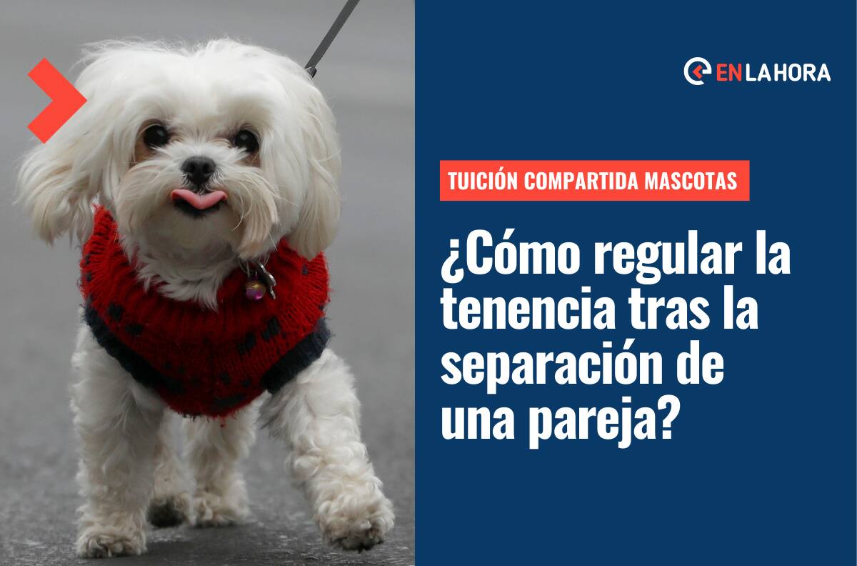Tuición compartida de mascotas: ¿Cómo regular la tenencia de animales tras la separación de una pareja?