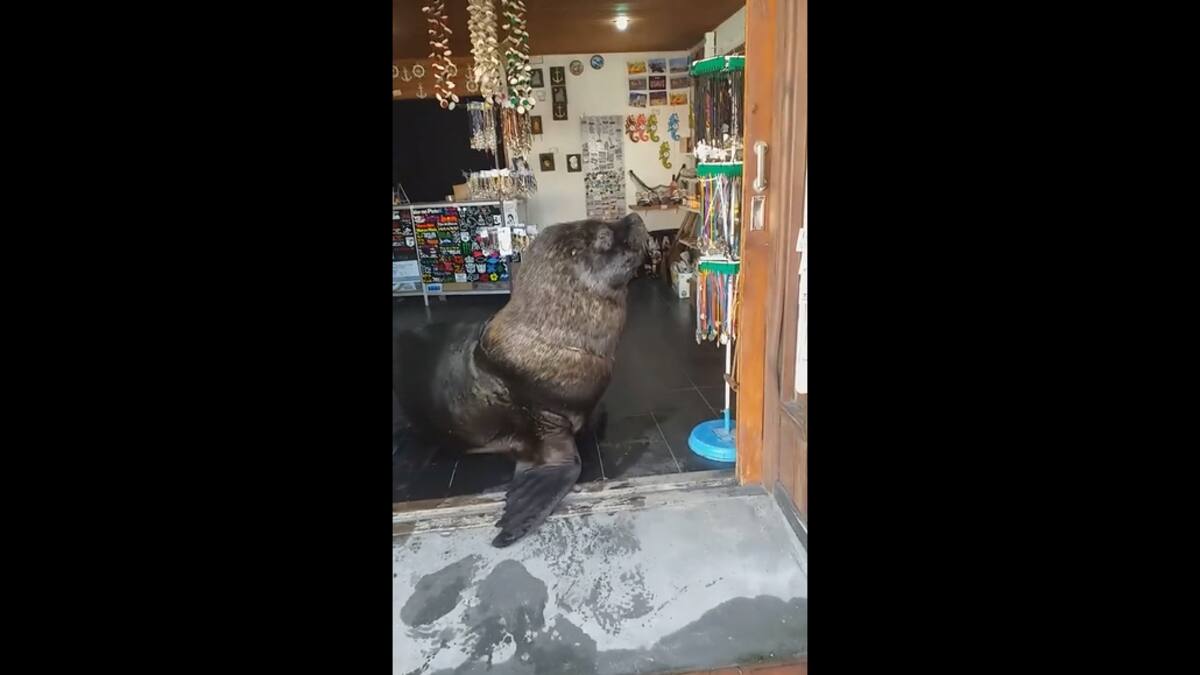 VIDEO | ¿Acepta tarjeta?: Lobo marino atiende local de artesanías en Mar del Plata