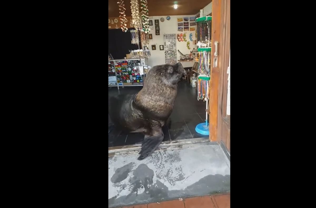 VIDEO | ¿Acepta tarjeta?: Lobo marino atiende local de artesanías en Mar del Plata
